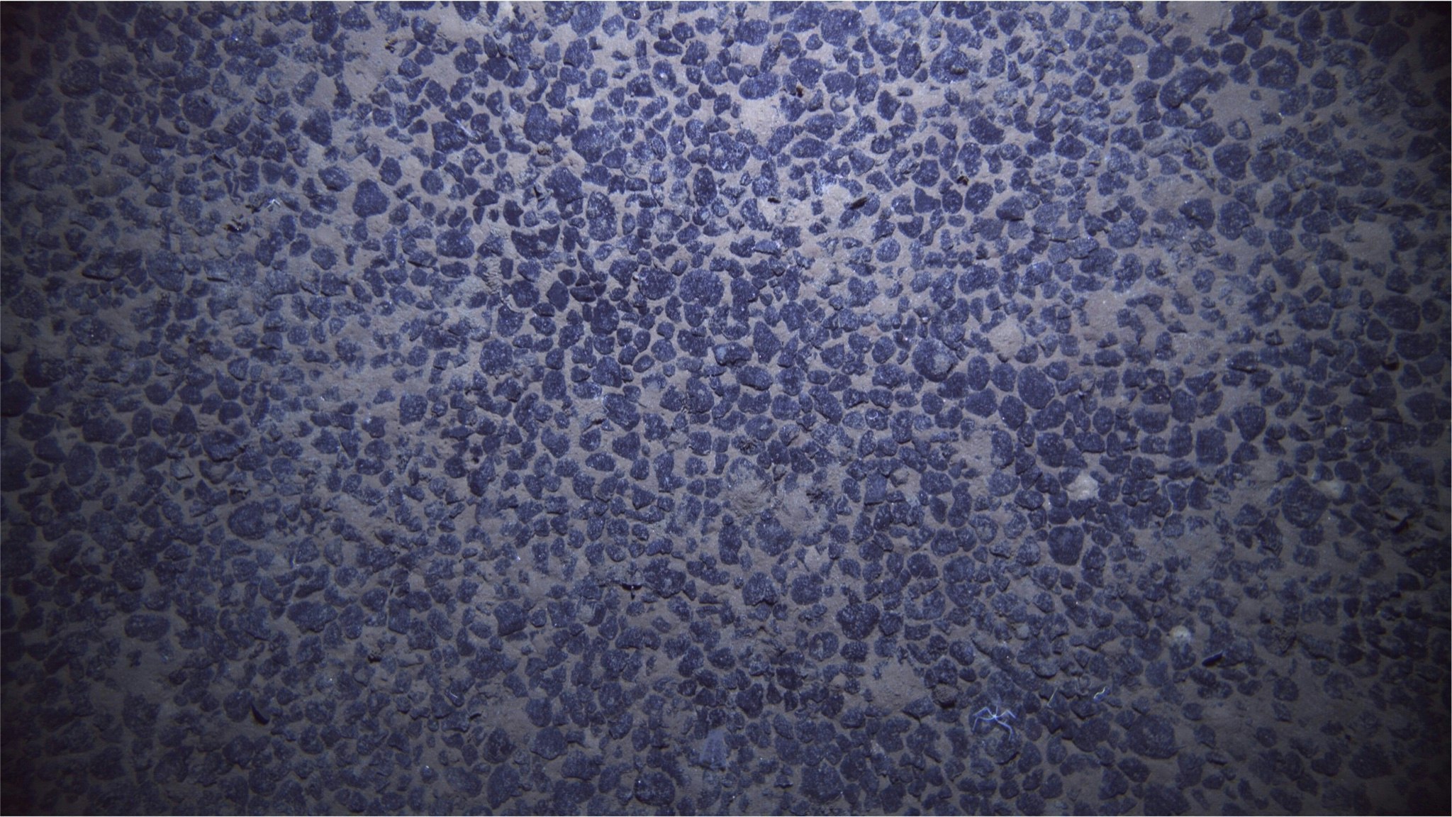 Manganese-rich nodules on the seafloor 2.5 miles below the surface of the northeast Pacific Ocean. Photo: Courtesy The Metals Co. 