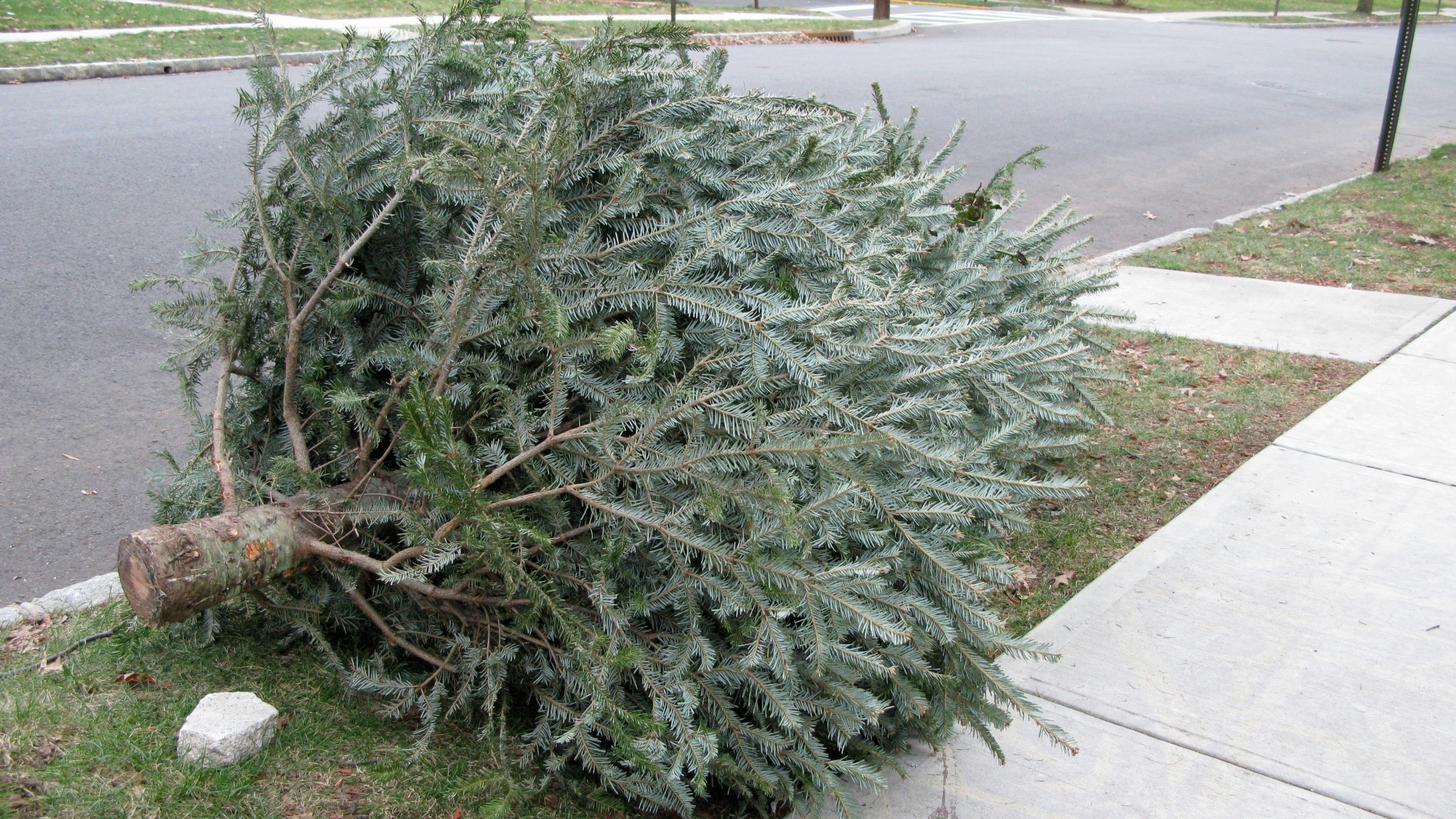 Photo by Flickr/Ann Oro.