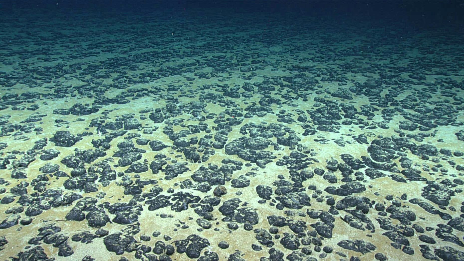 Metals-laden nodules off the coast of the southeastern U.S. Photo: NOAA.