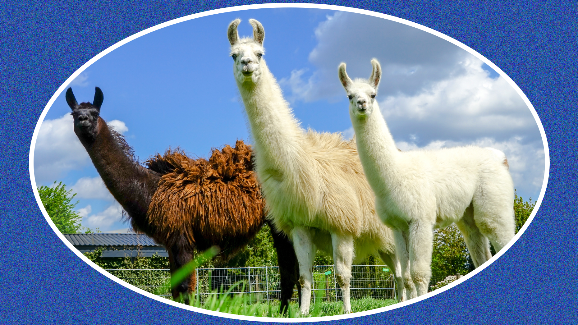 Photo via Adobe Stock.