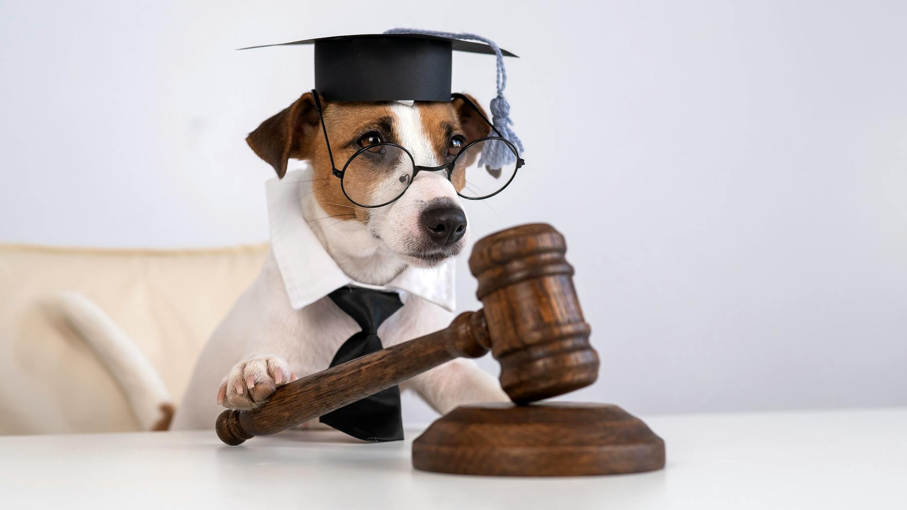 A Dogfight Over a Dog Food Startup