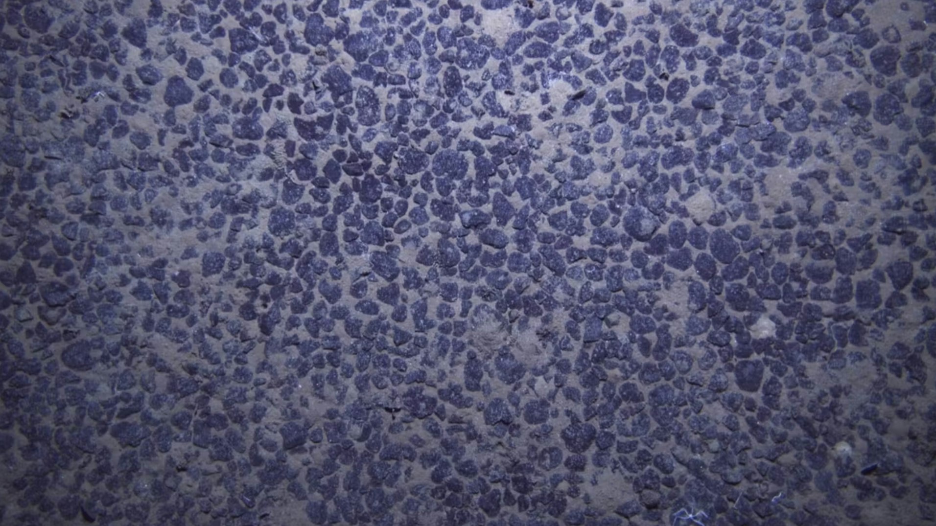 Polymetallic nodules in the Clarion-Clipperton Zone in the Pacific. Photo: Courtesy The Metals Co.