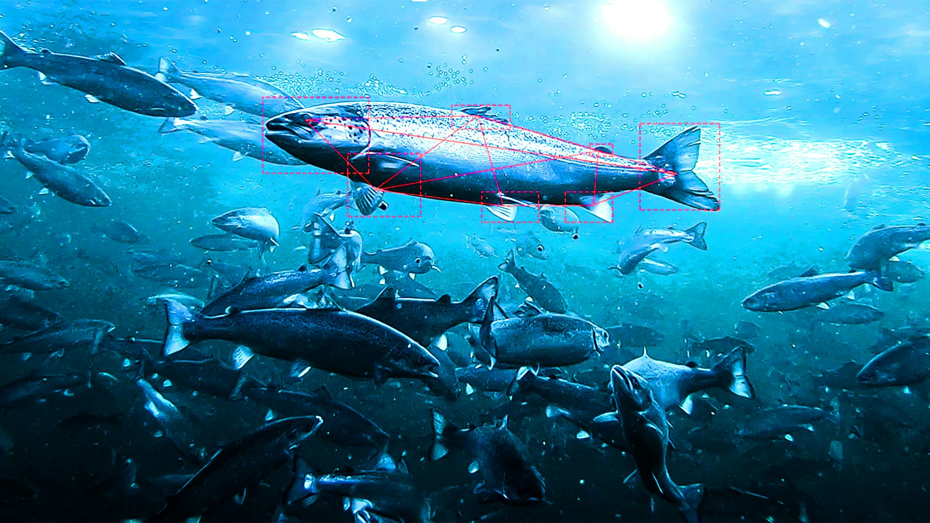 Fish captured by an Aquabyte camera. Image: Aquabyte