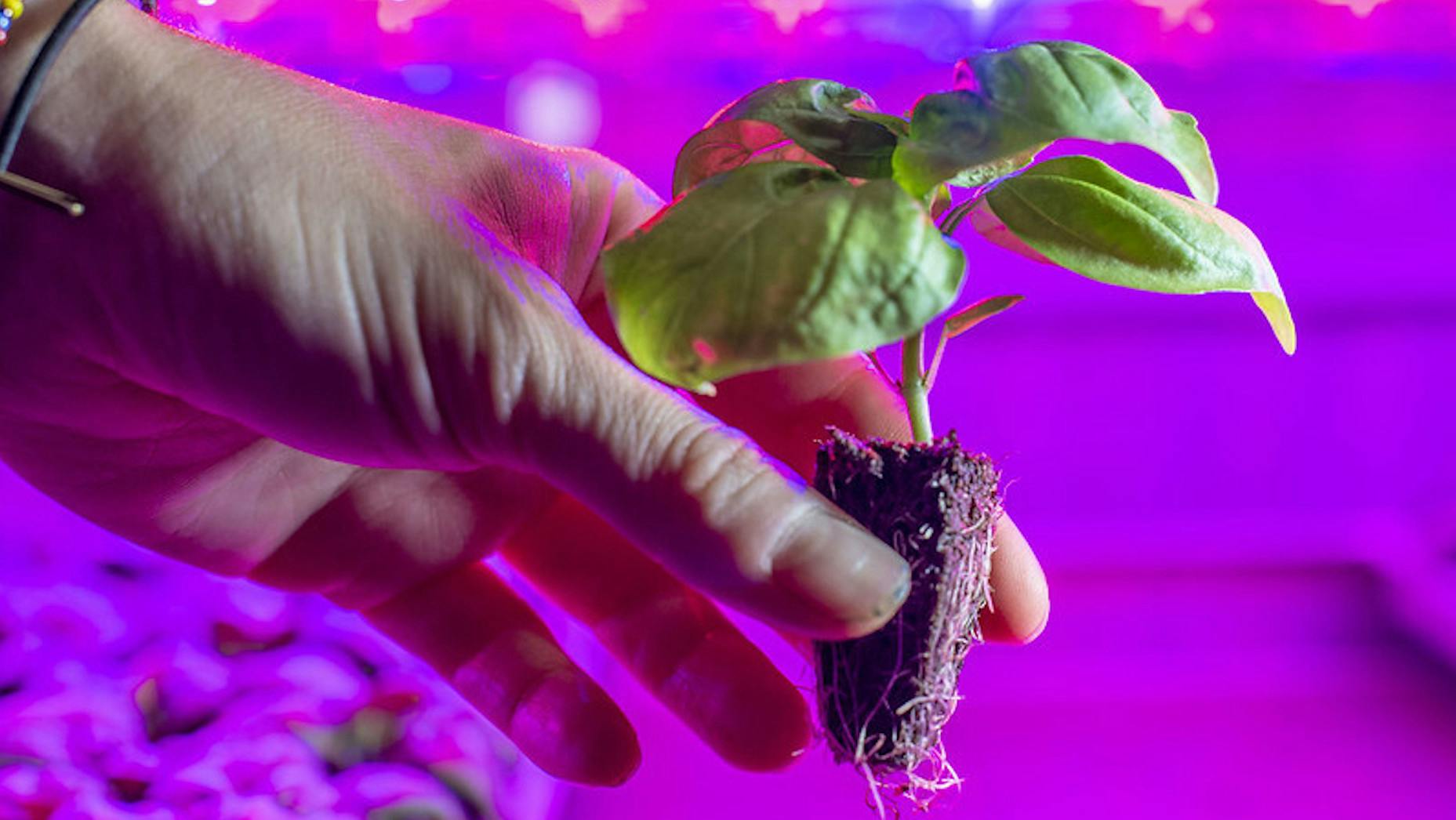 Rise of Food Tech Companies