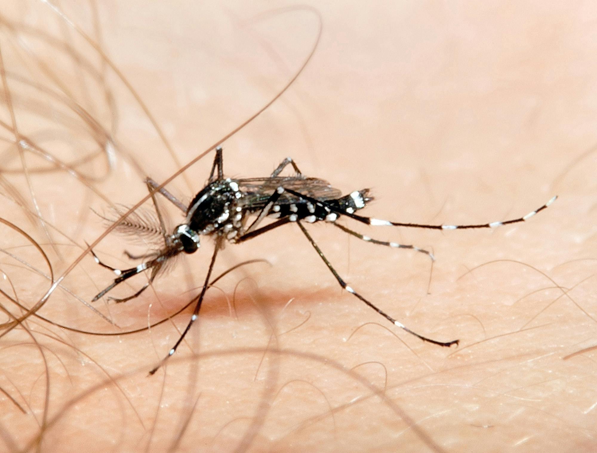Alphabet’s Next Startup: M is for Mosquito?